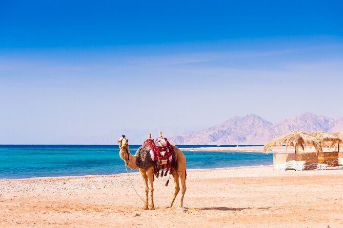 Agadir Camel Ride Tour - Authentic Experiences Highlighted in Reviews