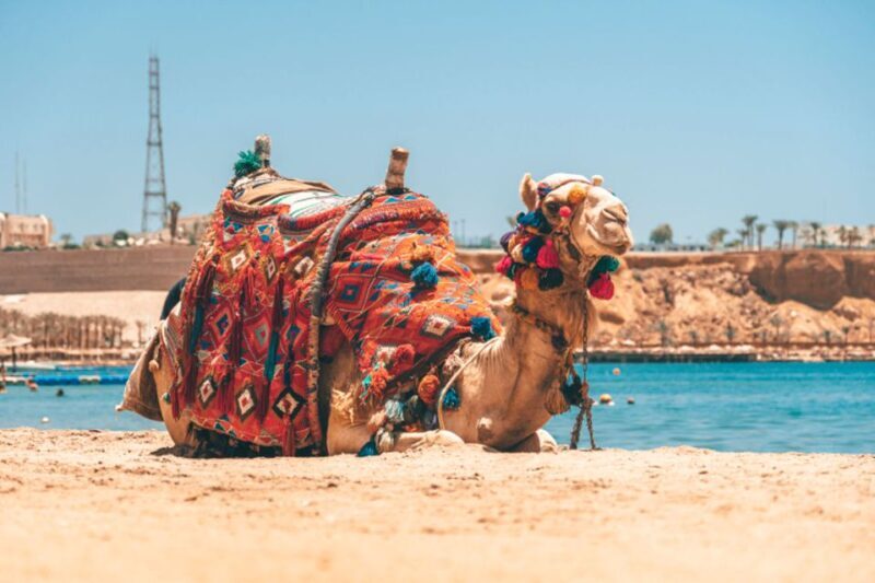 Agadir: Camel Ride With Tea - Authentic Experiences and Practical Tips
