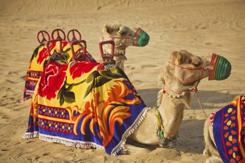 Agadir: Camel Ride With Tea & BBQ Dinner Option - The Sum Up