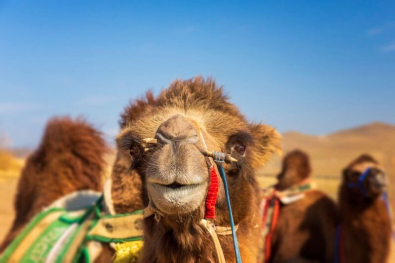 Agadir: Camel Ride With Tea & BBQ Dinner Option - FAQ