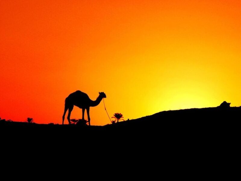 Agadir: Camel Ride With Tea & BBQ Dinner Option - Who Will Love This Tour?
