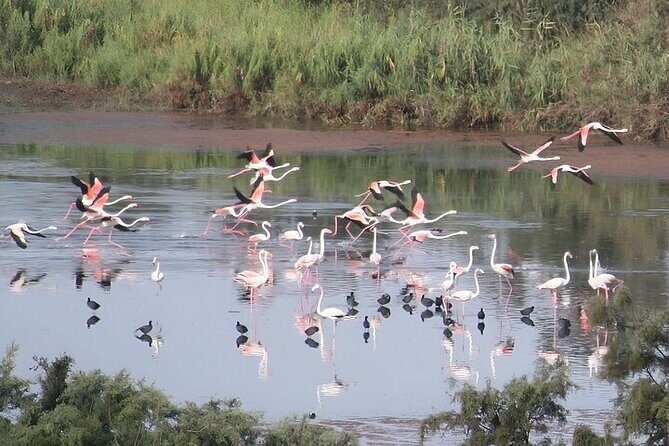 Agadir Camel Riding and flamingo river tour - Key Points