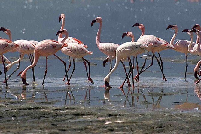 Agadir Camel Riding and flamingo river tour - The Sum Up