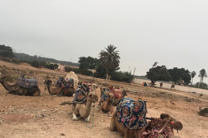 Agadir Camel Riding - FAQ