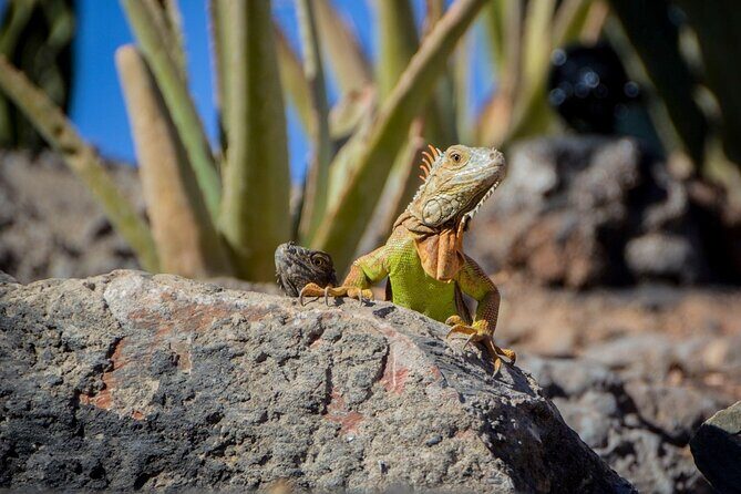 Agadir Crocodile Park Adventure - Detailed Breakdown of the Crocodile Park Adventure