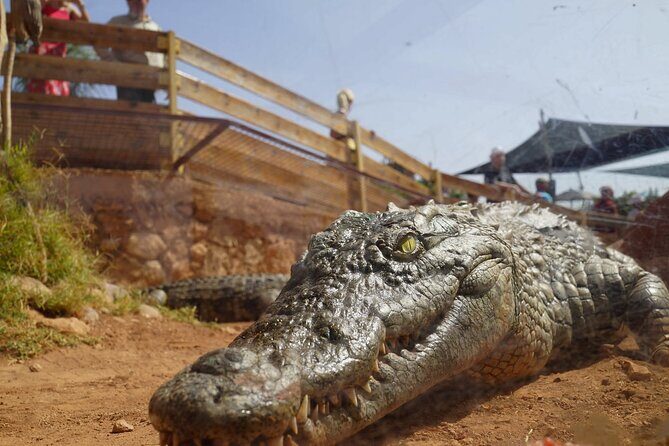Agadir Crocodile Park Adventure - FAQs