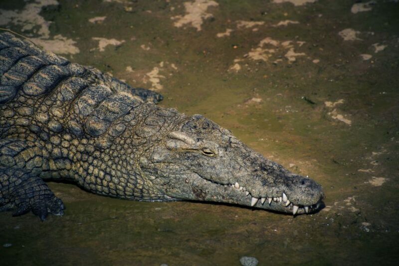 Agadir Crocoparc: Ticket and Transfer - Introduction