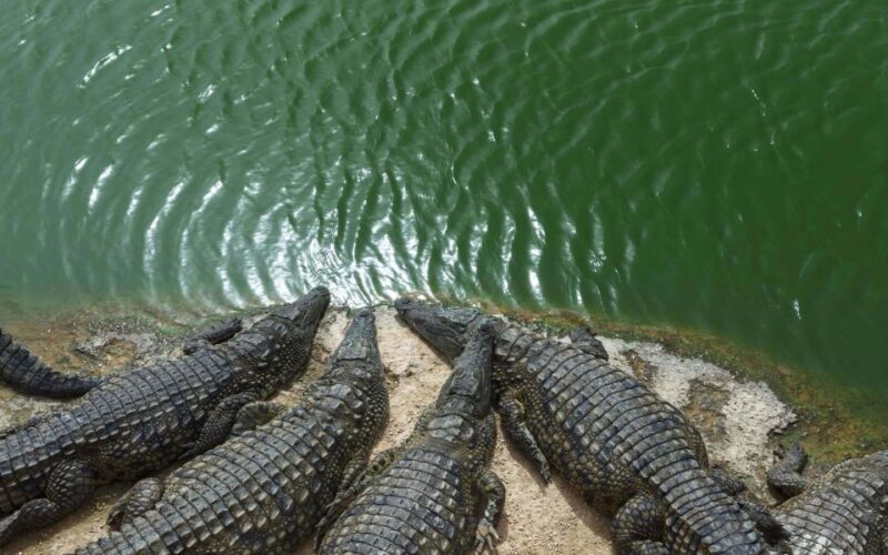 Agadir Crocoparc: Ticket and Transfer - An In-Depth Look at the Agadir Crocoparc Experience