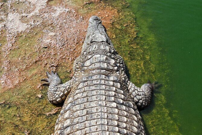 Agadir Crocoparc tickets & Shuttle service - Key Points
