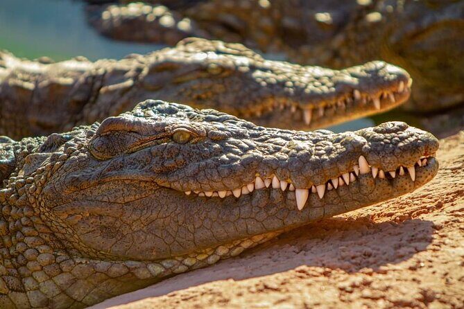 Agadir Crocoparc tickets & Shuttle service - FAQ