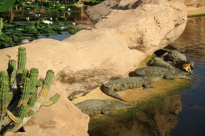 Agadir Crocoparc With Transfer & Admission ticket - What Is the Agadir Crocoparc Tour All About?