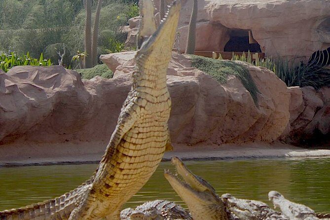Agadir Crocoparc With Transfer & Admission ticket - Practical Tips for Your Visit