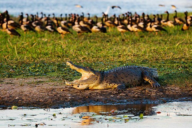 Agadir Crocoparc With Transfer & Admission ticket - The Sum Up