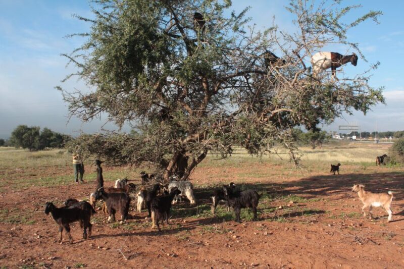 Agadir: Excursion To Taroudant and Tiout Oasis with Lunch - The Sum Up: Is This Tour Worth It?