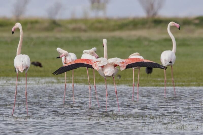 Agadir: Flamingo River Camel Ride with Optional BBQ Dinner - What You Can Expect from the Camel Ride Experience
