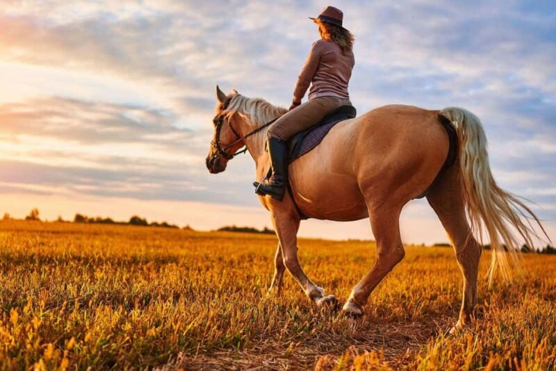 Agadir: Forest and Sand Dunes Guided Horse Riding - Key Points