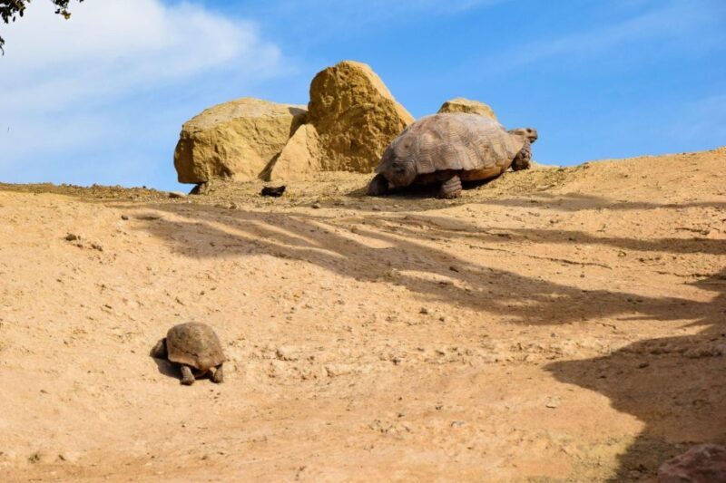 Agadir: Goat on Trees & Crocodile Park including HotelPickup - Key Points