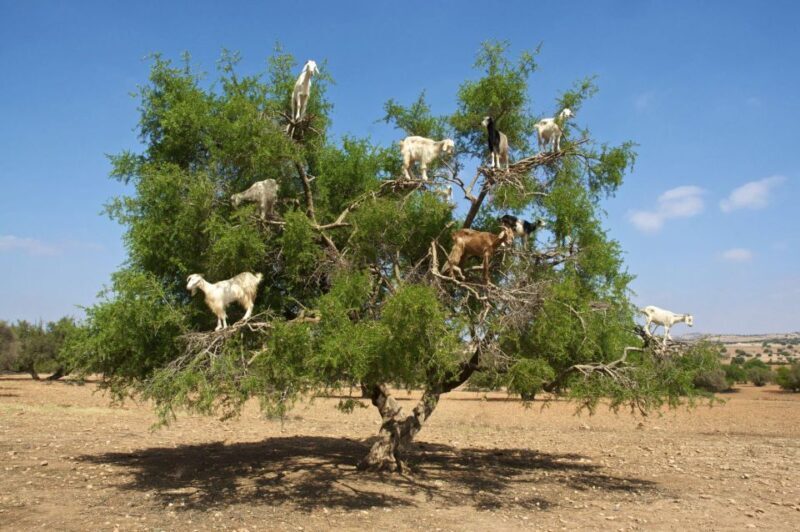 Agadir: Goat on Trees & Crocodile Park including HotelPickup - The Itinerary Breakdown