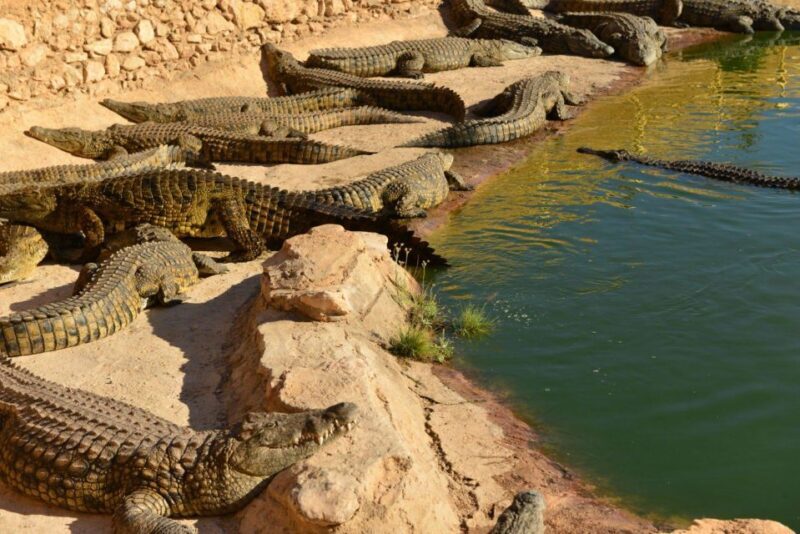 Agadir: Goat on Trees & Crocodile Park including HotelPickup - Authentic Experiences from Reviews