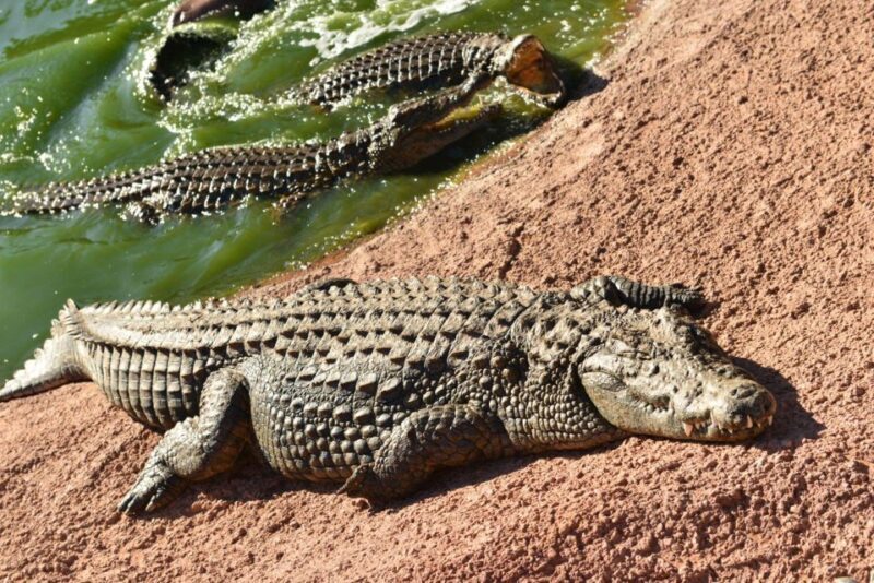 Agadir: Goat on Trees & Crocodile Park including HotelPickup - Final Thoughts: Is This Tour for You?