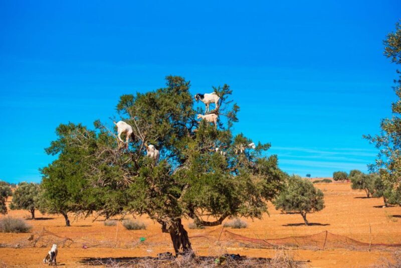Agadir: Goat on Trees & Crocodile Park including HotelPickup - FAQs