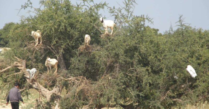 Agadir: Goat on Trees & Crocodile Park including HotelPickup - Key Points