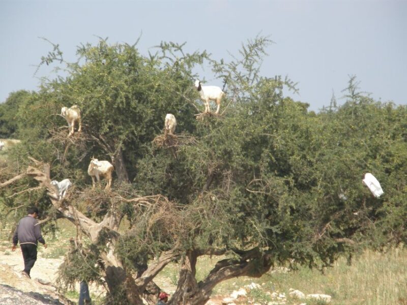 Agadir: Goat on Trees & Crocodile Park including HotelPickup - What to Expect from the Tour