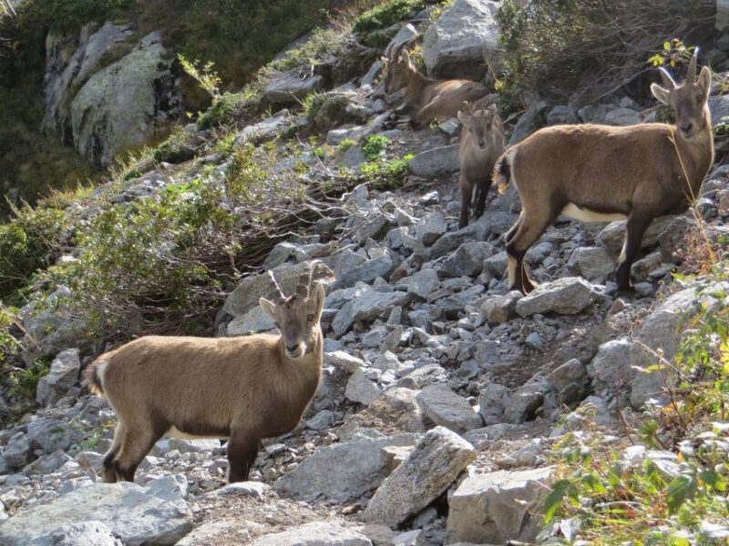 Agadir: Goat on Trees & Crocodile Park including HotelPickup - Inside the Crocodile Park