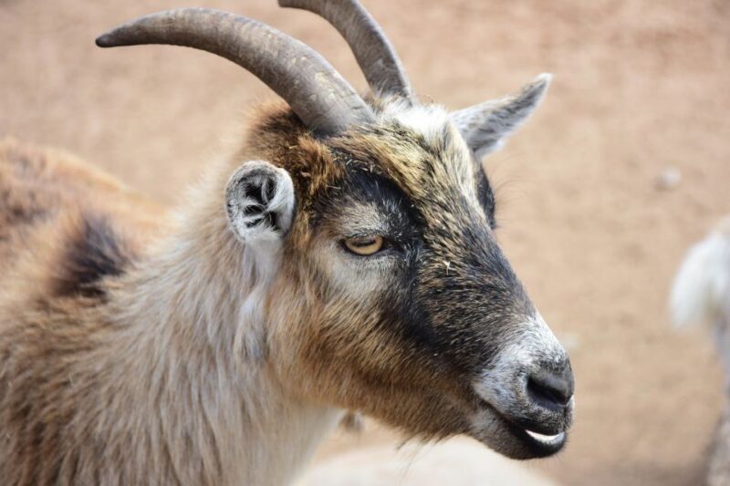 Agadir: Goat on Trees & Crocodile Park including HotelPickup - The Sum Up