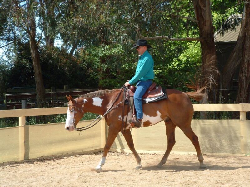 Agadir: Guided Horse Riding Along Flamingo River with Tea - Insights from Real Travelers