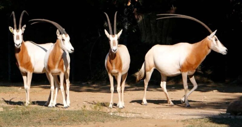 Agadir: Imoha Tours City Pass with 10+ Attractions - Key Points