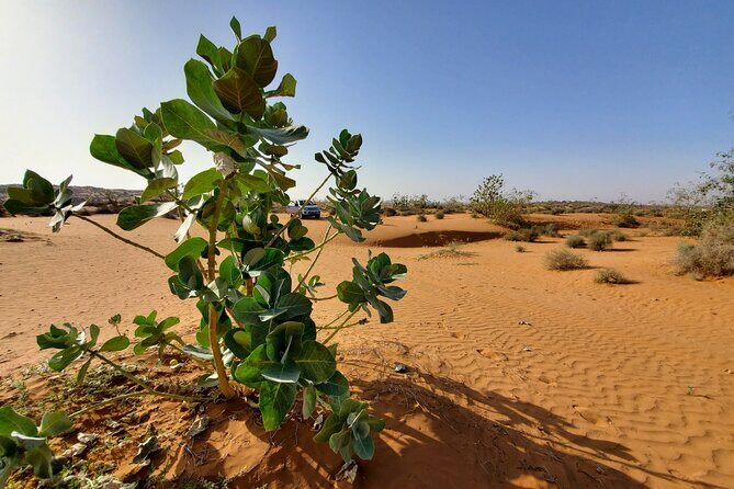 Agadir Jeep Safari Desert Day Trip including Lunch & camel ride - Considerations and Practical Tips