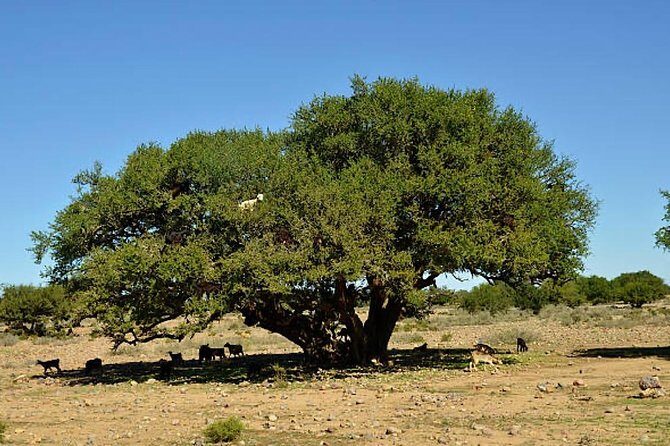 Agadir Morocco 4WD Sahara Tours with Lunch - Who Would Love This Tour?