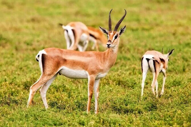 Agadir National Park & 4×4 Jeep Desert Safari Tour with Lunch - Key Points