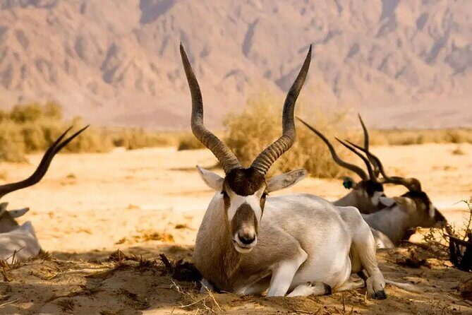 Agadir National Park & 4×4 Jeep Desert Safari Tour with Lunch - Authentic Insights from Reviewers