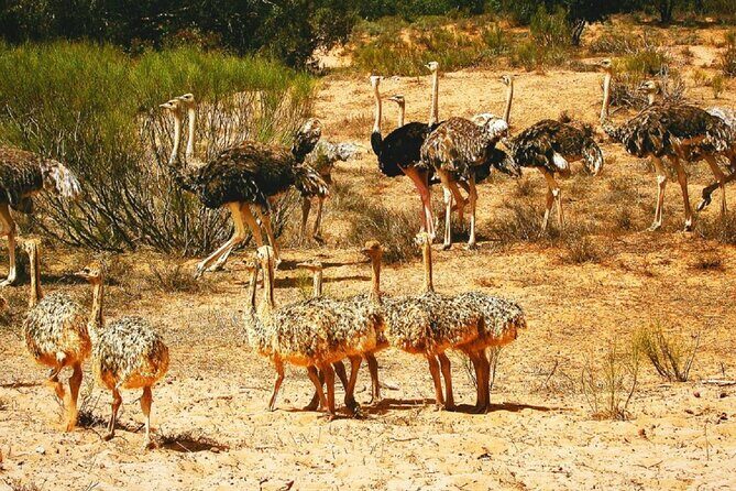 Agadir National Park & 4×4 Jeep Desert Safari Tour with Lunch - Final Thoughts: Who Is This Tour Best For?