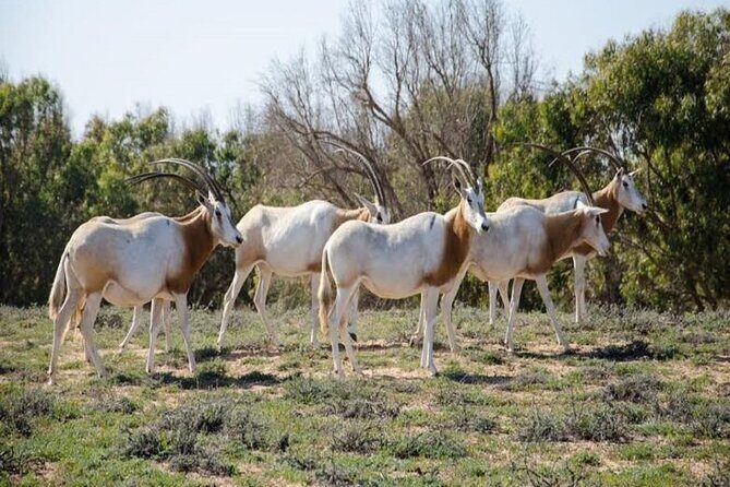 Agadir National Park & 4×4 Jeep Desert Safari Tour with Lunch - FAQ