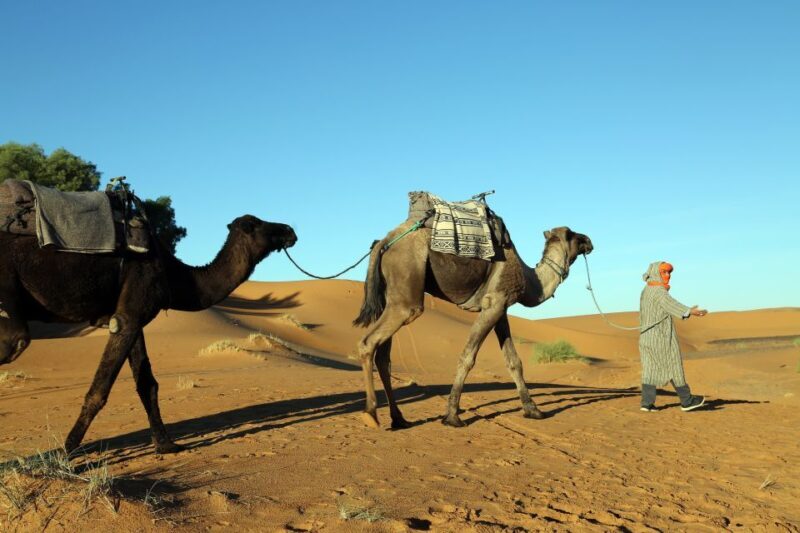 Agadir or Taghazout: 2-Day Zagora Desert Guided Tour - Final Thoughts