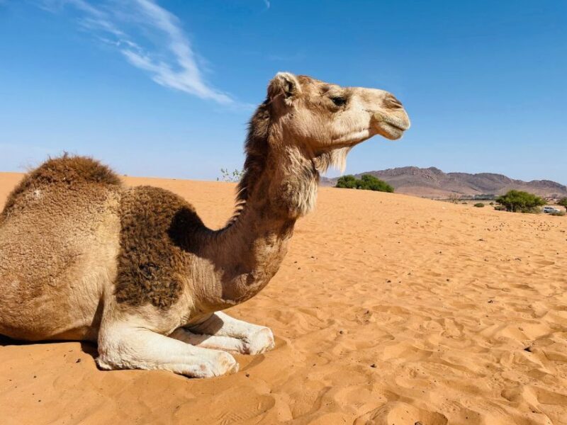 Agadir: Paradise Valley & Desert Sand Dunes with Camel Ride - Dune Dunes and Camel Ride at Sunset