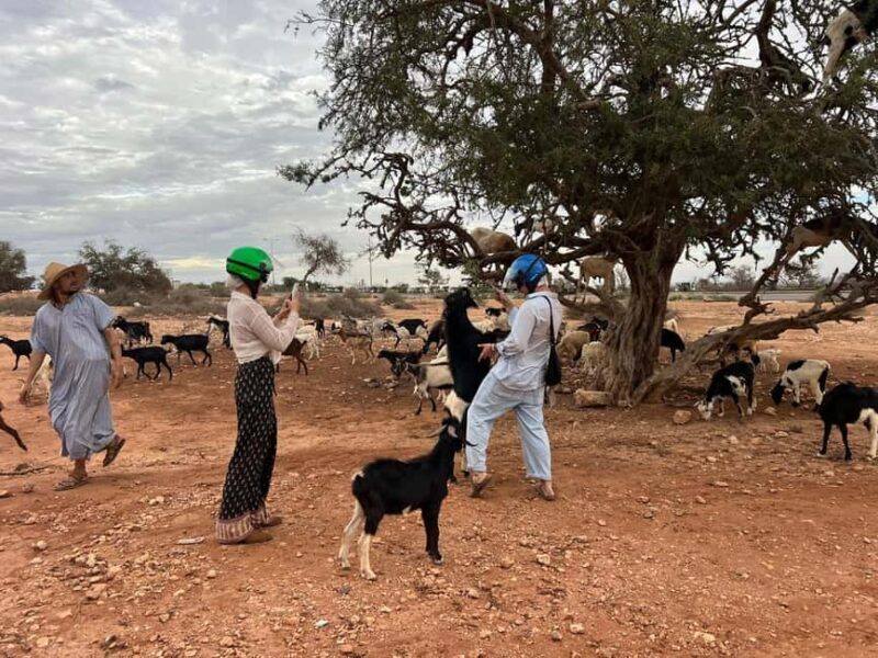 Agadir: Quad Bike Tour Safari with a Crocopark Ticket - Key Points