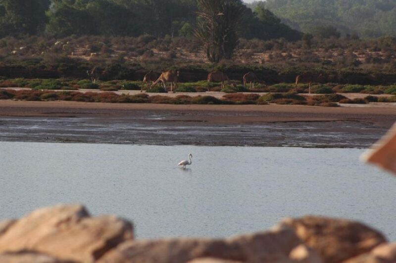 Agadir: Sahara Desert & Tiznit Medina Privet Tour & Lunch - What Makes This Tour Stand Out?