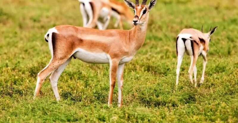 Agadir: Sous Massa National Park Desert Safari Tour & Lunch - Key Points  