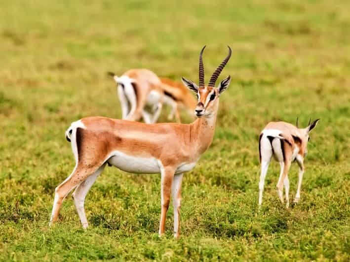 Agadir: Sous Massa National Park Desert Safari Tour & Lunch - Starting Point: Seamless Hotel Pickup and Transportation