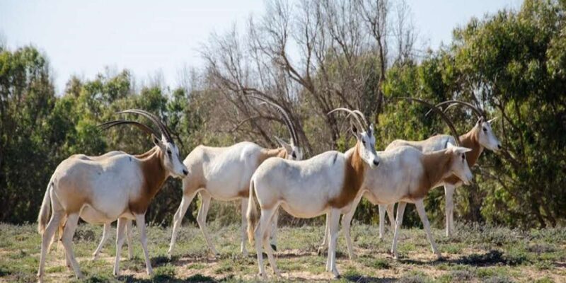 Agadir: Sous Massa National Park Desert Safari Tour & Lunch - The Wild Beach of Sidi Rbat: A Coastal Wonderland