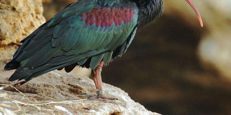 Agadir: Sous Massa National Park Desert Safari Tour & Lunch - Scenic Stops and Panoramic Views