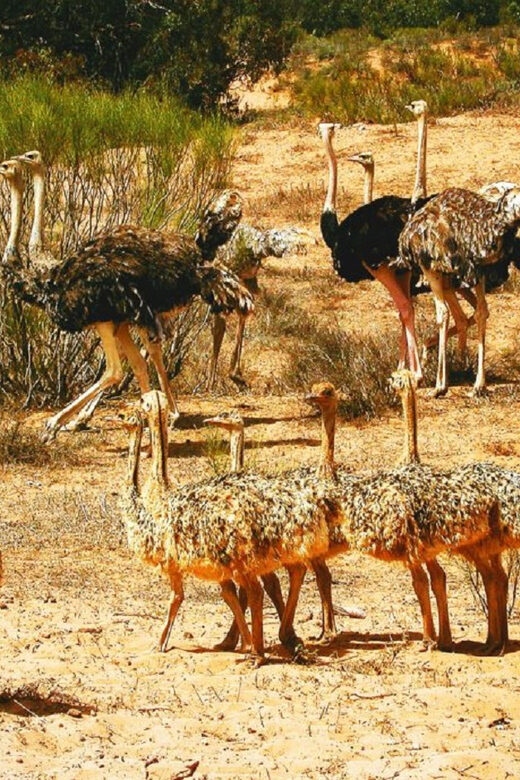 Agadir: Sous Massa National Park Desert Safari Tour & Lunch - Considerations and Practical Tips