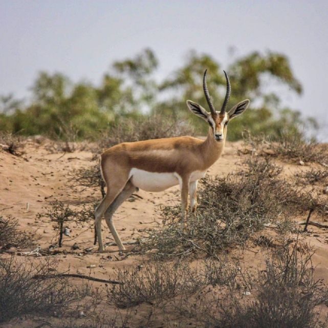 Agadir: Souss National Park Wildlife Half-Day Tour - The Sum Up