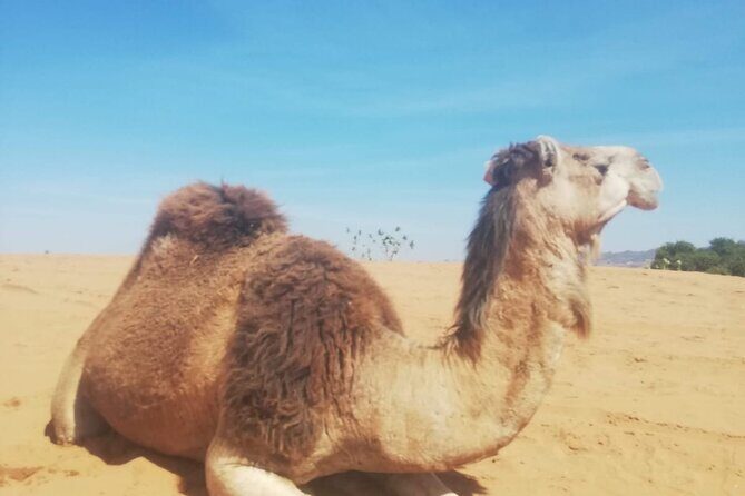Agadir sunset on Camel Ride With Barbecue - FAQ