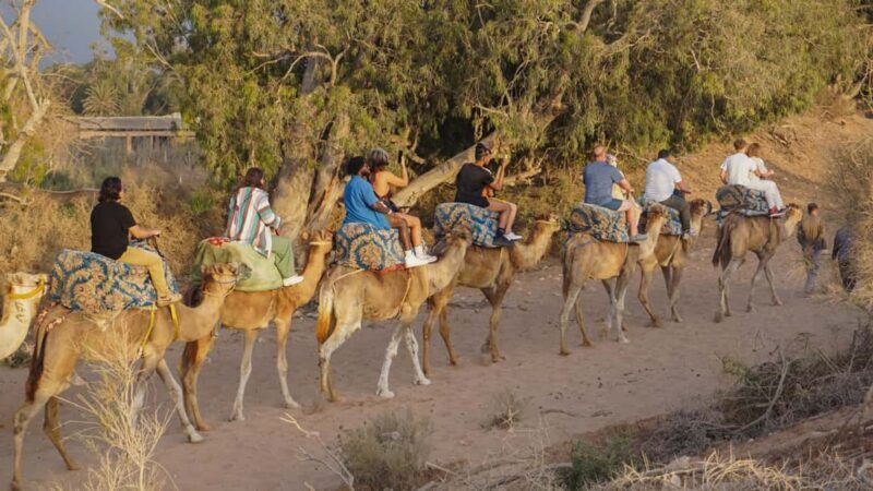 Agadir/Taghazout: Camel Ride with Tea Drink and Transfers - Key Points