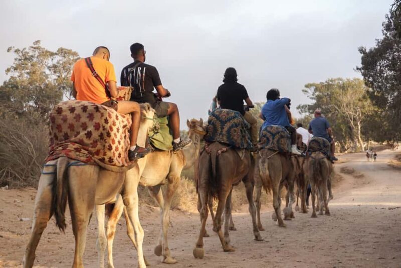 Agadir/Taghazout: Camel Rides with Tea Drink and Transfers - Key Points